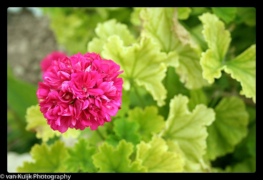 Maltese temple flower